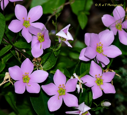 {Sabatia angularis}
